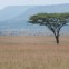 When to go to the Serengeti