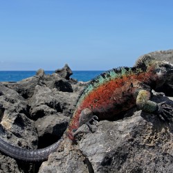 When to Go to the Galapagos Islands
