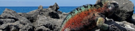 When to Go to the Galapagos Islands